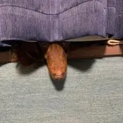 しょうの画像