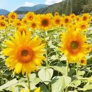 ころりんの画像