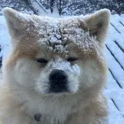 さくらばあさんの画像