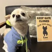 じょんちゃんの画像