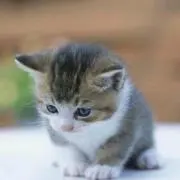 きらり