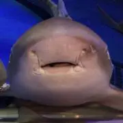 やまさん