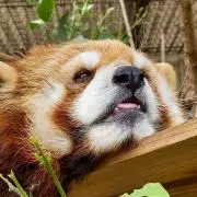 ぎんぺいの画像