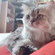 トワ