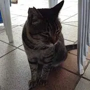 鷲さん  プロフみてね！