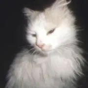 あめの画像