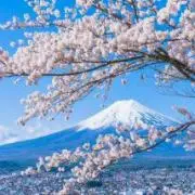 SAKURA☆