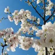 mapleの画像
