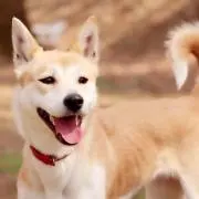 toshi