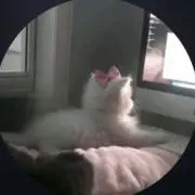 nya-♡の画像