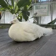 花★断捨離の画像