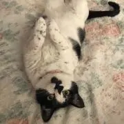 mocaちゃん