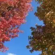 gachapinの画像