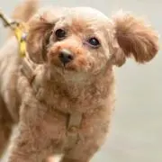 RinJubeの画像