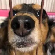 ミニチュアダックス