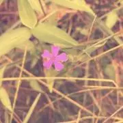 nei  ねいの画像