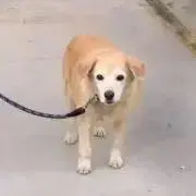 ダースベイダー