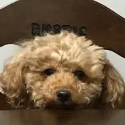 わんわんの画像