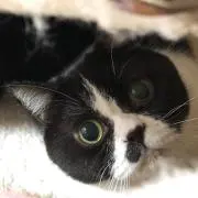 mikittyの画像