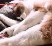 NEGIの画像