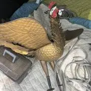 ディースの画像