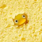 かねぱんの画像