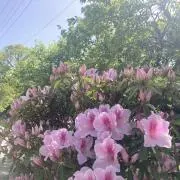 マモ(プロフ必ずお読みください)の画像