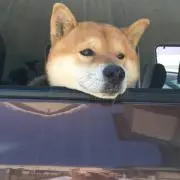 ぴよこ○の画像