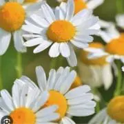 カモミールの画像