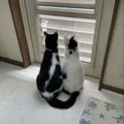 あの時助けた鳩