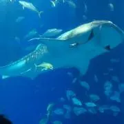 ジンベイ