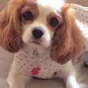 Coco プロフは必ず読んでくださいの画像