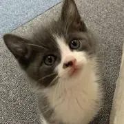 wa