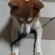 佐藤の画像