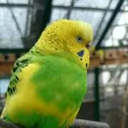たーかん