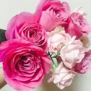risaaaの画像