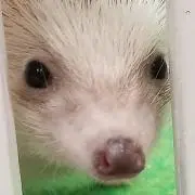 はちハニーの画像