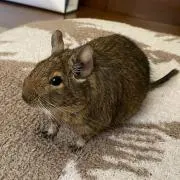 ketotoの画像