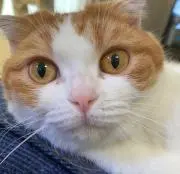 レッドビー