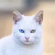 ぱぴこの画像