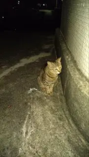 ERIの画像