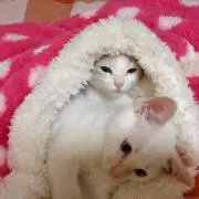 もか＆りむ