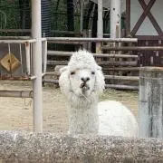 riiの画像