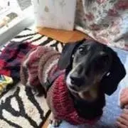 まろんの画像