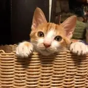 たつなぁぁぎ