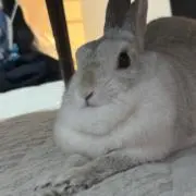 年中腹痛の画像