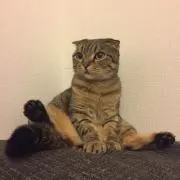 H.I.の画像
