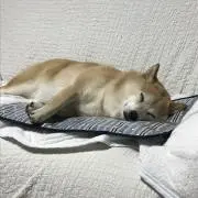 S坊主の画像