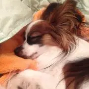 ハリー