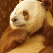 brownpandaの画像